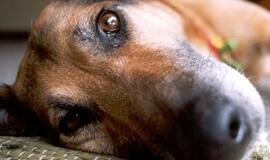 Moteris už šuns egzekuciją sulaukė bausmės