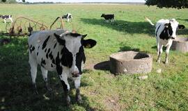 Per karščius reikia rūpintis ir gyvūnais