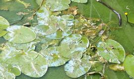 Danės upė mėlynuoja