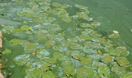 Danės upė mėlynuoja