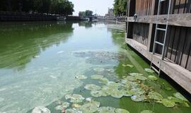 Danės upė mėlynuoja