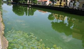 Danės upė mėlynuoja