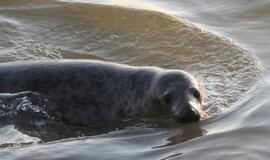 Šeši ruoniukai sugrįžo į Baltijos jūrą