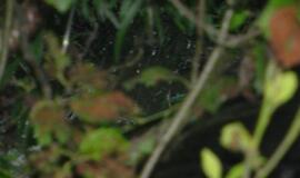 Avarijos: Žvyrkeliu lėkusi "Honda" atsidūrė griovyje