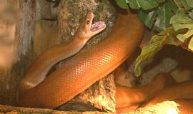 Smauglių klaipėdiečiai gali neregistruoti, o šunys nebelos