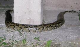 Smauglys išgąsdino Klaipėdos  politikus