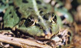 Varlė karalienė ir vikrusis žaltys