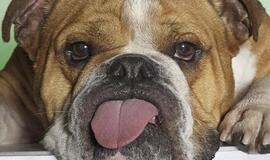 Australijoje duris atvėrė restoranas katėms ir šunims