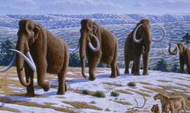 Mamutai išnyko ne dėl žmonių kaltės, teigia mokslininkai