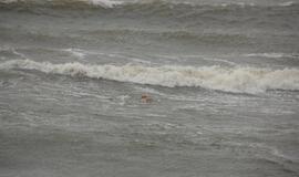 Audringas trečiadienis Klaipėdoje: Melnragė