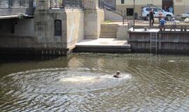 Nuo Biržos tilto į upę nušoko vyras