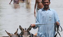 Pakistane - milijardiniai nuostoliai žemės ūkiui