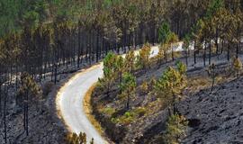 Portugalijos ugniagesiai kovoja su miškų gaisrais