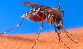 Taivanietė užmušė 4 milijonus uodų