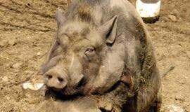 Vengrijoje ūkininkas tapo savo kiaulės auka