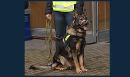 Ieškomas į mokyklą ėjusią mergaitę išprievartavęs jaunuolis