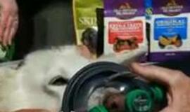 JAV priešgaisrinė tarnyba gavo deguonies kaukių naminiams gyvūnams