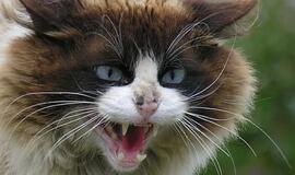 Kaip tramdyti pyktį