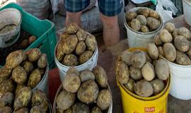 Kazys Starkevičius: žemės ūkio produktų kainas nepagrįstai kelia perdirbėjai ir prekybininkai