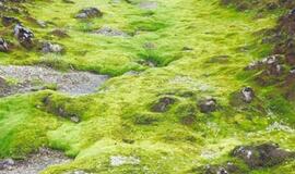 Vasara Islandijoje (1)