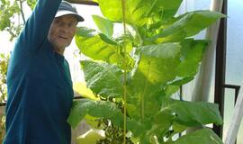 Pensininkas šiltnamyje užsiaugino rekordinį tabako augalą