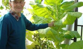 Pensininkas šiltnamyje užsiaugino rekordinį tabako augalą