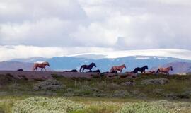 Vasara Islandijoje (1)