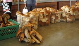 Radiacinės saugos specialistai: grybų mėgėjai gali būti ramūs