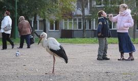 Debreceno gatvėje - gandras, pasilikęs trečiai &quot;kadencijai&quot;