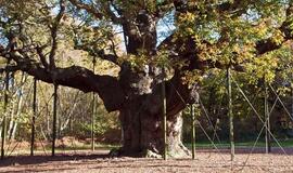 Didžioji Britanija: gal norite pirkti Šervudo girią?