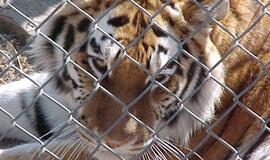 Kinijos zoologijos sode tigras sudraskė į voljerą įkritusį sodininką