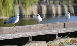 Klaipėda: VE.lt pristato spalio 15 dienos įvykius