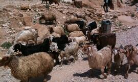 Raudonoji dykumų rožė Petra: stebuklai uolose