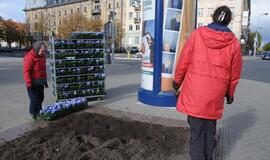 Klaipėdos gėlynuose sodinamos našlaitės