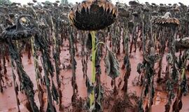 Vengrija: dar vienas šlamo išsiliejimas yra neišvengiamas