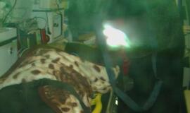 Avarijoje autostradoje sužaloti septyni žmonės