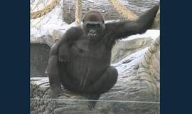 Barselona, sėjanti ilgesį