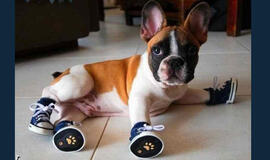 Bulvaras: tikėk - netikėk