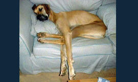 Bulvaras: tikėk - netikėk