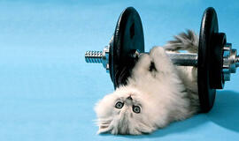 Bulvaras: tikėk - netikėk