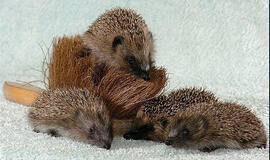 Bulvaras: tikėk - netikėk