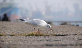Klaipėda: VE.lt pristato lapkričio 10 dienos įvykius