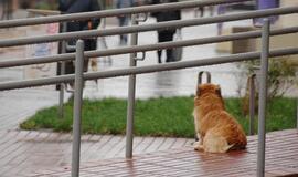 Klaipėda: VE.lt pristato lapkričio 24 dienos įvykius