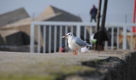 Klaipėda: VE.lt pristato lapkričio 4 dienos įvykius