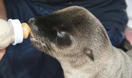 Kadrai iš Kalifornijos jūrų liūtės Matildos gyvenimo