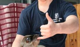 Kadrai iš Kalifornijos jūrų liūtės Matildos gyvenimo