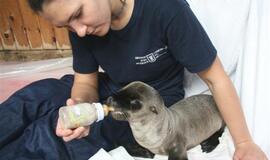 Kadrai iš Kalifornijos jūrų liūtės Matildos gyvenimo