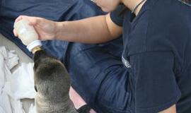 Kadrai iš Kalifornijos jūrų liūtės Matildos gyvenimo