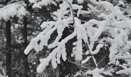 Aplinkosaugininkai: neprižiūrimi miškai – pagunda vagišiams