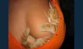 Bulvaras: tikėk - netikėk